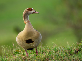 Egyptian goose in masai mara