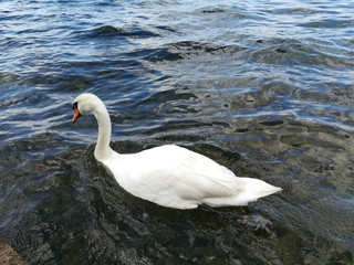Schwan