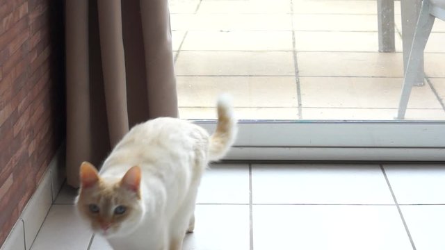 chat