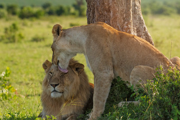 Lion and lioness kissing in Masai Mara