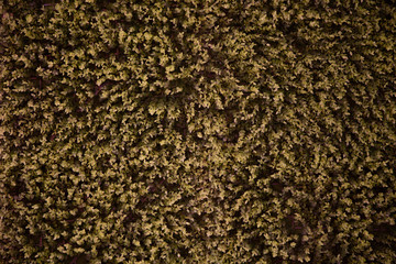 Background composed of a lot of leaves of the same color.