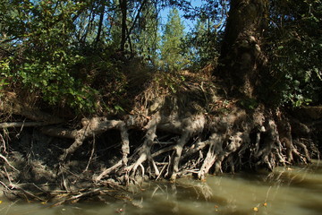 Roots of a big tree in Park Marais Poitevin near Maillezais in France,Europe