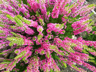 Obraz premium Blumen