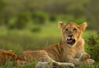 Obraz na płótnie Canvas Lion cubs playing and grooming in Masai Mara