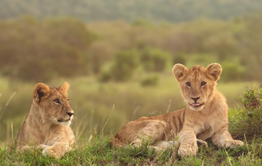 Naklejka na ściany i meble Lion cubs playing and grooming in Masai Mara