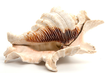sea shell isolated on white background