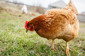chickens in the yard graze, poultry farm