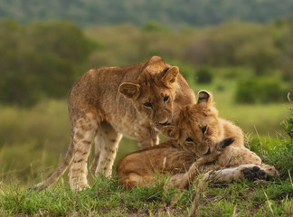 Naklejka premium Lion cubs playing and grooming in Masai Mara