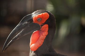Southern Ground Hornbill in full orange color