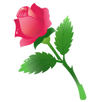 Color image of scarlet rose on white background. Flowers. Vector illustration.