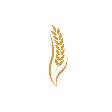 Agriculture wheat Logo Template vector icon