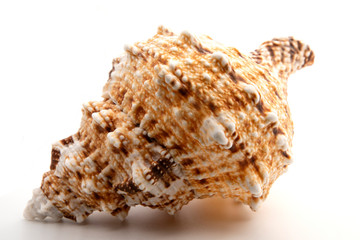 sea shell isolated on white background