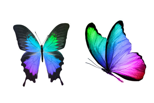 tropical butterfly" photos royaltyfree images graphics