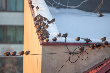 flock of birds on the roof in the winter 