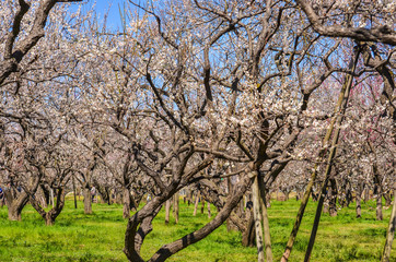  plum blossom tree