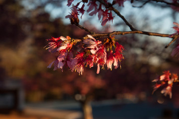 Tree with red leaves outdoors in the sunshine