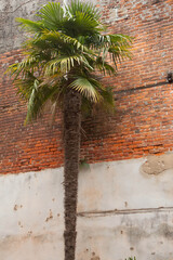 Palm Tree outdoors against a brick wall