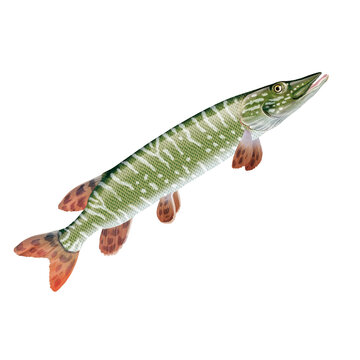 poisson brochet, , isol&eacute;, aliment, animal, p&ecirc;che, brochet, blanc, fruits de mer, frais, eau, mer, nature, eau douce, , brut, aquarium, sous-marin, fleuve, queue, ailette, sain, attraper, pr&eacute;dateur, ye
