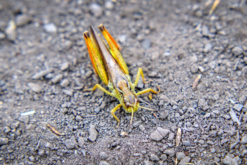 Locusts on the ground. Macro, close-up. Locust invasion. Selective focus