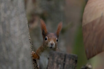 European brown squirrel in winter coat on a branch in the forest