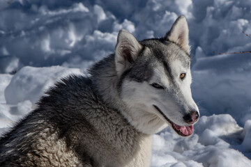 portrait of siberian husky