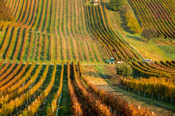 Fototapeta premium Autumn in Moravian vineyards near Velke Bilovice in Czech Republic
