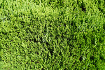 green leaves Background and texture with copy space