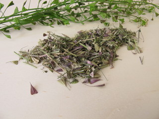 Dried shepherds purse herbs for herbal tea