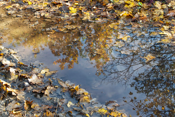 The colors of autumn. Leaves in a park in autumn. 