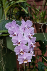 Phalaenopsis or Moth dendrobium Orchid flower. Tyrian Purple Orchids Isolated on blur background. butterfly orchids. Close-up