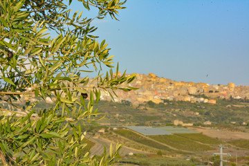 Olivenbaum mit Stadt