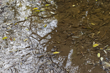 The colors of autumn. Leaves in a park in autumn. 