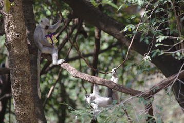 NB__6053 Monkeys playing on a tree swing