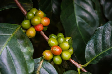 Close-up shot of an Arabica coffee bean ripe on a tree. Coffee beans in northern Thailand, Nan Province, the background is blurred.