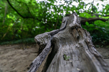 fallen tree in the forest