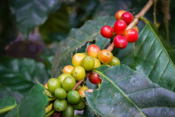 Close-up shot of an Arabica coffee bean ripe on a tree. Coffee beans in northern Thailand, Nan Province, the background is blurred.