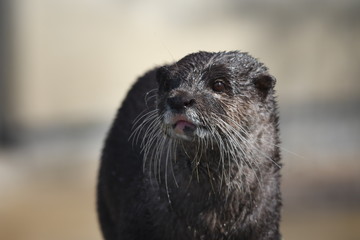 コツメカワウソ