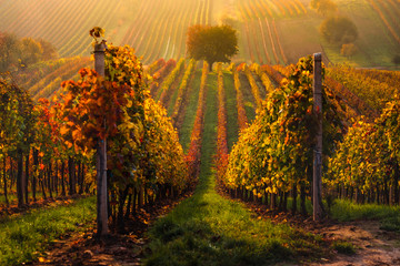 Herfst in Moravische wijngaarden bij Velke Bilovice in Tsjechië