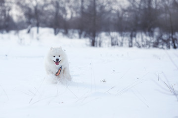 white cheerful Samoyed dog in the park. Run and jump in the snow