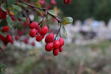 red berries on branch