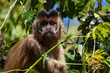 The Tufted Capuchin Monkey (Sapajus apella) 