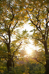 紅葉し始めた木と太陽