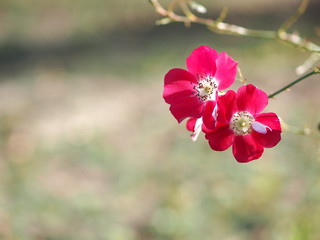 Fototapeta premium バラの花