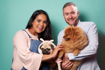 Pregnant woman and man hold pug and spitz on hands on green background