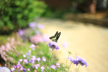 足利フラワーパークの花壇と蝶