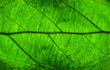 Abstract green leaf texture for background