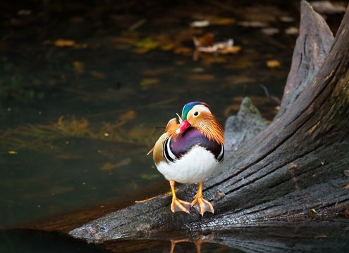 beautiful and colourful mandarin duck posing on the tree branch in the water