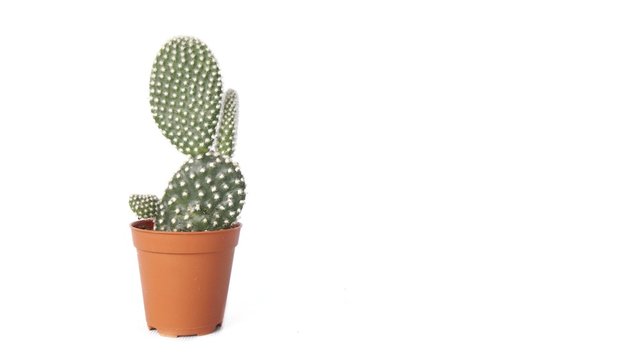Image of cactus isolated on white background