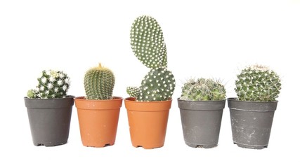 Fototapeta na wymiar Image of cactus isolated on white background