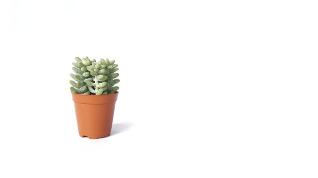 Image of cactus isolated on white background